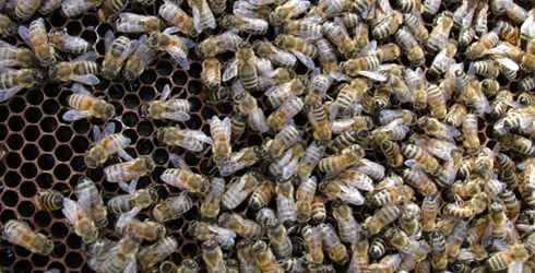 Secrets of bee honeycombs revealed - News - Cardiff University