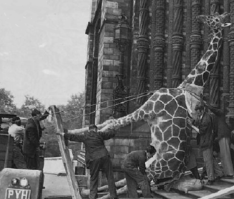 Giraffe being taken into Natural History Museum 1959
