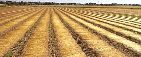 flax crop. INTERREG IVA Flax - increasing its value for society