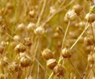 flax plants with seed heads